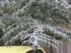 hoarfrostbourton7dec10008_small.jpg