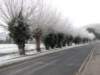 hoarfrostbourton7dec10057_small.jpg