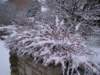 snowbourton18dec10013_small.jpg